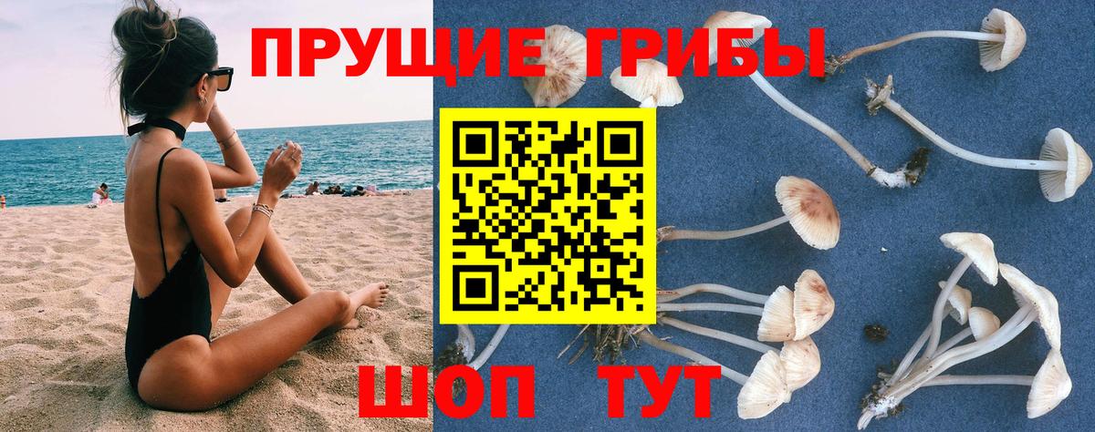 Галлюциногенные грибы Psilocybe Тула